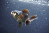 Baby Thai Oranda  Panda 3.5 Inch (ID#1011ToPTA-40) Free2Day SHIPPING