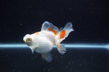 Butterfly  Red White 4 Inch (ID#228B8b-43) Free2Day SHIPPING