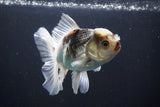 Thai Oranda  Panda 5 Inch (ID#1008R12c-122) Free2Day SHIPPING