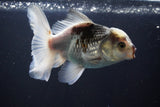 Thai Oranda  Panda 5 Inch (ID#1008R12c-122) Free2Day SHIPPING