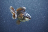 Baby Thai Oranda  Panda 3.5 Inch (ID#1011ToPTA-40) Free2Day SHIPPING