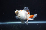 Butterfly  Red White 4 Inch (ID#228B8b-43) Free2Day SHIPPING