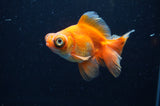 Butterfly  Red White 3.5 Inch (ID#328B8b-35) Free2Day SHIPPING
