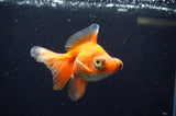 Butterfly  Red White 3.5 Inch (ID#328B8b-35) Free2Day SHIPPING