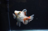 Butterfly  Red White 4 Inch (ID#228B8b-43) Free2Day SHIPPING