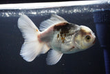 Thai Oranda  Panda 5 Inch (ID#1008R12c-122) Free2Day SHIPPING