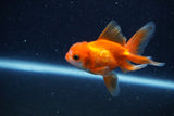 Baby Thai Oranda  Red White 3 Inch (ID#1217ToPTA-25) Free2Day SHIPPING