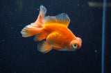 Butterfly  Red White 3.5 Inch (ID#328B8b-35) Free2Day SHIPPING