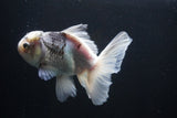 Thai Oranda  Panda 5 Inch (ID#1008R12c-122) Free2Day SHIPPING