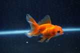 Baby Thai Oranda  Red White 3 Inch (ID#1217ToPTA-25) Free2Day SHIPPING