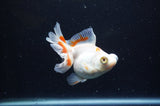 Butterfly  Red White 4 Inch (ID#228B8b-43) Free2Day SHIPPING