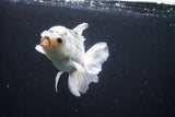 Thai Oranda  Panda 5 Inch (ID#1008R12c-122) Free2Day SHIPPING