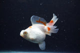 Butterfly  Red White 4 Inch (ID#228B8b-43) Free2Day SHIPPING