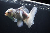 Thai Oranda  Panda 5 Inch (ID#1008R12c-122) Free2Day SHIPPING