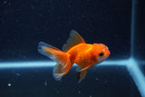 Baby Thai Oranda  Red White 3 Inch (ID#1217ToPTA-25) Free2Day SHIPPING