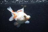 Butterfly  Red White 4 Inch (ID#228B8b-43) Free2Day SHIPPING