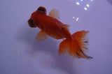 Butterfly  Red White 3.5 Inch (ID#328B8b-35) Free2Day SHIPPING
