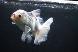 Thai Oranda  Panda 5 Inch (ID#1008R12c-122) Free2Day SHIPPING