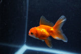 Baby Thai Oranda  Red White 3 Inch (ID#1217ToPTA-25) Free2Day SHIPPING