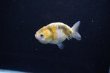 Baby Ranchu  Calico 2.5 Inch (ID#1108R9c-41) Free2Day SHIPPING