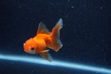 Baby Thai Oranda  Red White 3 Inch (ID#1217ToPTA-25) Free2Day SHIPPING