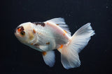 Thai Oranda  Tricolor 5 Inch (ID#1004R12c-123) Free2Day SHIPPING