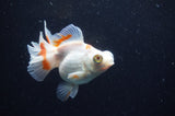Butterfly  Red White 4 Inch (ID#228B8b-43) Free2Day SHIPPING