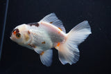 Thai Oranda  Tricolor 5 Inch (ID#1004R12c-123) Free2Day SHIPPING