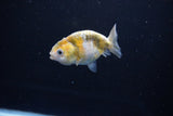 Baby Ranchu  Calico 2.5 Inch (ID#1108R9c-41) Free2Day SHIPPING