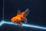 Baby Thai Oranda  Red White 3 Inch (ID#1217ToPTA-25) Free2Day SHIPPING