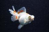 Butterfly  Red White 4 Inch (ID#228B8b-43) Free2Day SHIPPING
