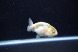 Baby Ranchu  Calico 2.5 Inch (ID#1108R9c-41) Free2Day SHIPPING