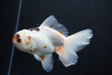 Thai Oranda  Tricolor 5 Inch (ID#1004R12c-123) Free2Day SHIPPING