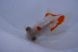 Butterfly  Red White 4 Inch (ID#228B8b-43) Free2Day SHIPPING