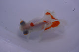 Butterfly  Red White 4 Inch (ID#228B8b-43) Free2Day SHIPPING