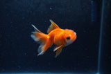 Baby Thai Oranda  Red White 3 Inch (ID#1217ToPTA-25) Free2Day SHIPPING