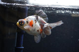 Butterfly  Calico 3.5 Inch (ID#328B8b-36) Free2Day SHIPPING
