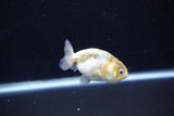 Baby Ranchu  Calico 2.5 Inch (ID#1108R9c-41) Free2Day SHIPPING