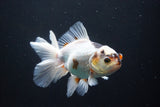 Thai Oranda  Tricolor 5 Inch (ID#1004R12c-123) Free2Day SHIPPING