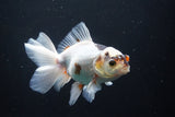 Thai Oranda  Tricolor 5 Inch (ID#1004R12c-123) Free2Day SHIPPING