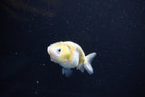 Baby Ranchu  Calico 2.5 Inch (ID#1108R9c-41) Free2Day SHIPPING