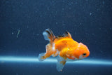 Baby Thai Oranda  Tricolor 3 Inch (ID#1011ToPTA-42) Free2Day SHIPPING