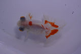 Butterfly  Red White 4 Inch (ID#228B8b-43) Free2Day SHIPPING