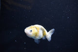 Baby Ranchu  Calico 2.5 Inch (ID#1108R9c-41) Free2Day SHIPPING