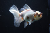 Thai Oranda  Tricolor 5 Inch (ID#1004R12c-123) Free2Day SHIPPING