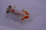 Butterfly  Red White 4 Inch (ID#228B8b-43) Free2Day SHIPPING