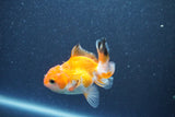 Baby Thai Oranda  Tricolor 3 Inch (ID#1011ToPTA-42) Free2Day SHIPPING