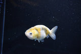 Baby Ranchu  Calico 2.5 Inch (ID#1108R9c-41) Free2Day SHIPPING