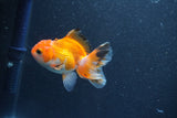 Baby Thai Oranda  Tricolor 3 Inch (ID#1011ToPTA-42) Free2Day SHIPPING