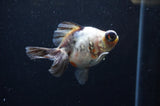 Butterfly  Calico 3.5 Inch (ID#328B8b-36) Free2Day SHIPPING